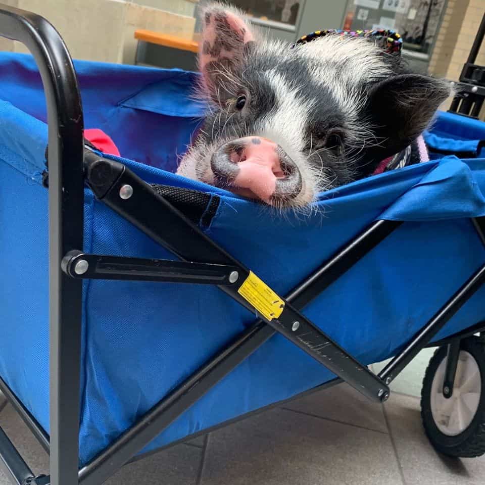 Fluffy the Therapy Pig