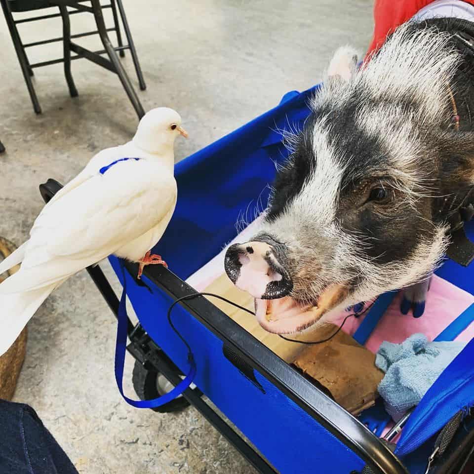 Fluffy the Therapy Pig