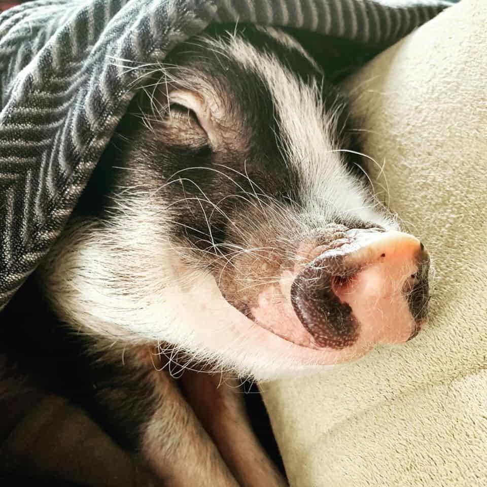 Fluffy the Therapy Pig