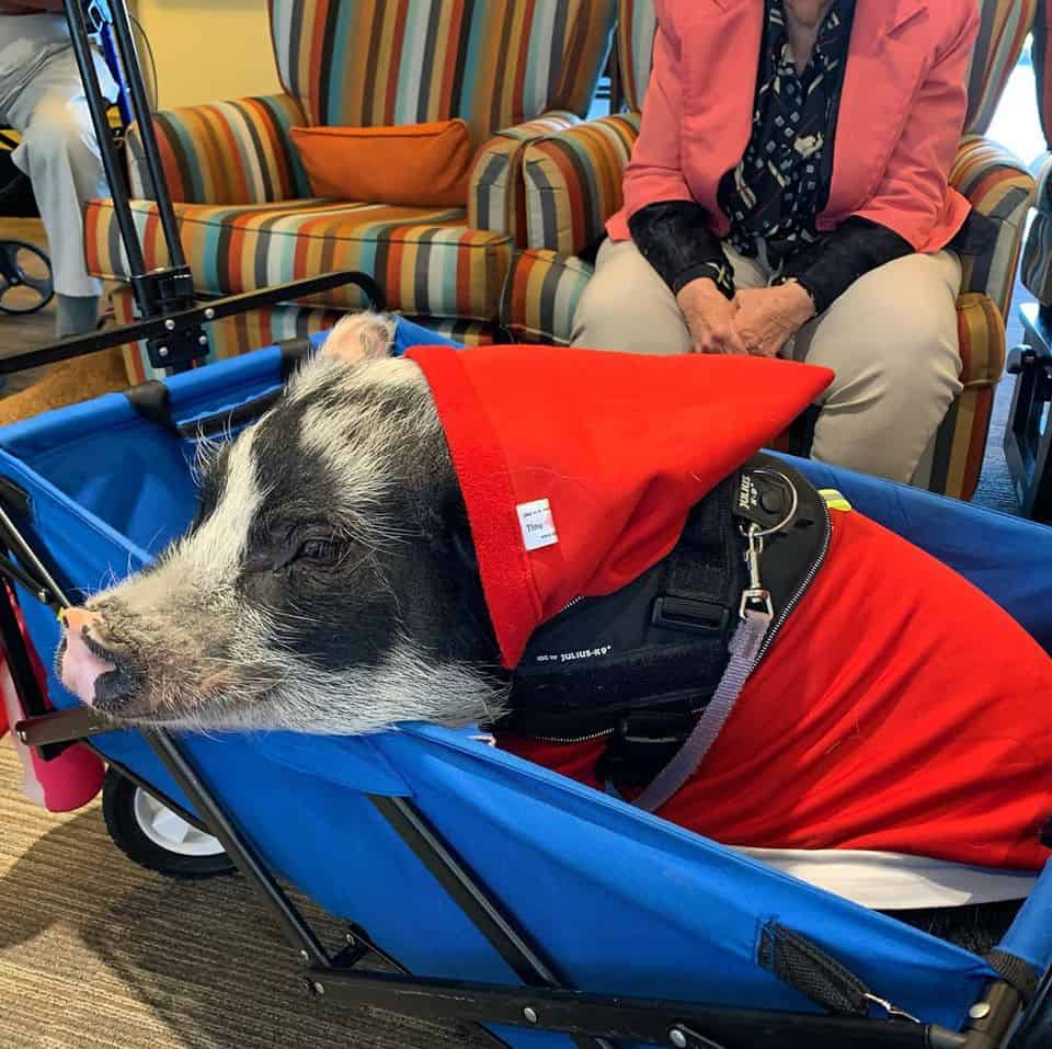 Fluffy the Therapy Pig