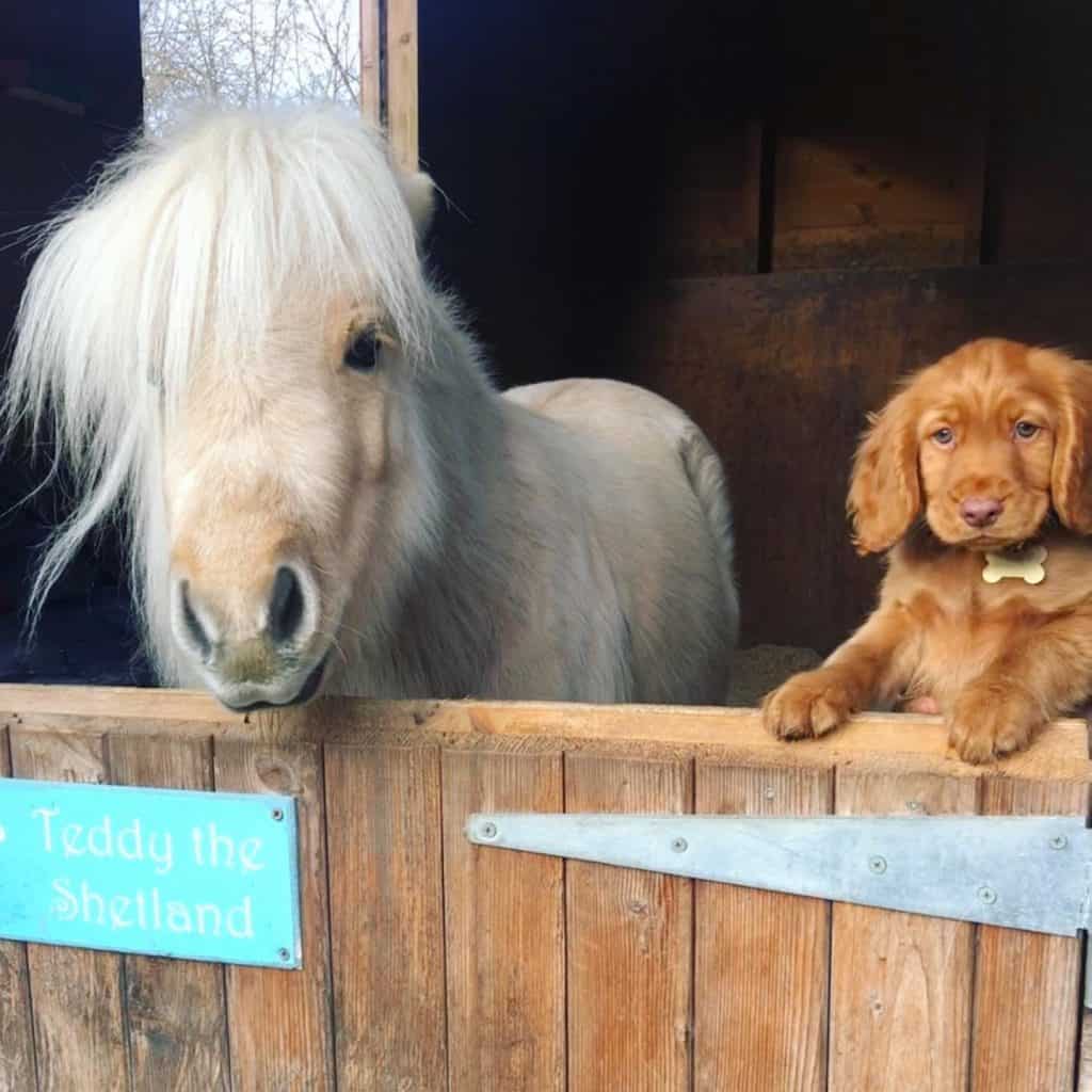 Teddy the Shetland