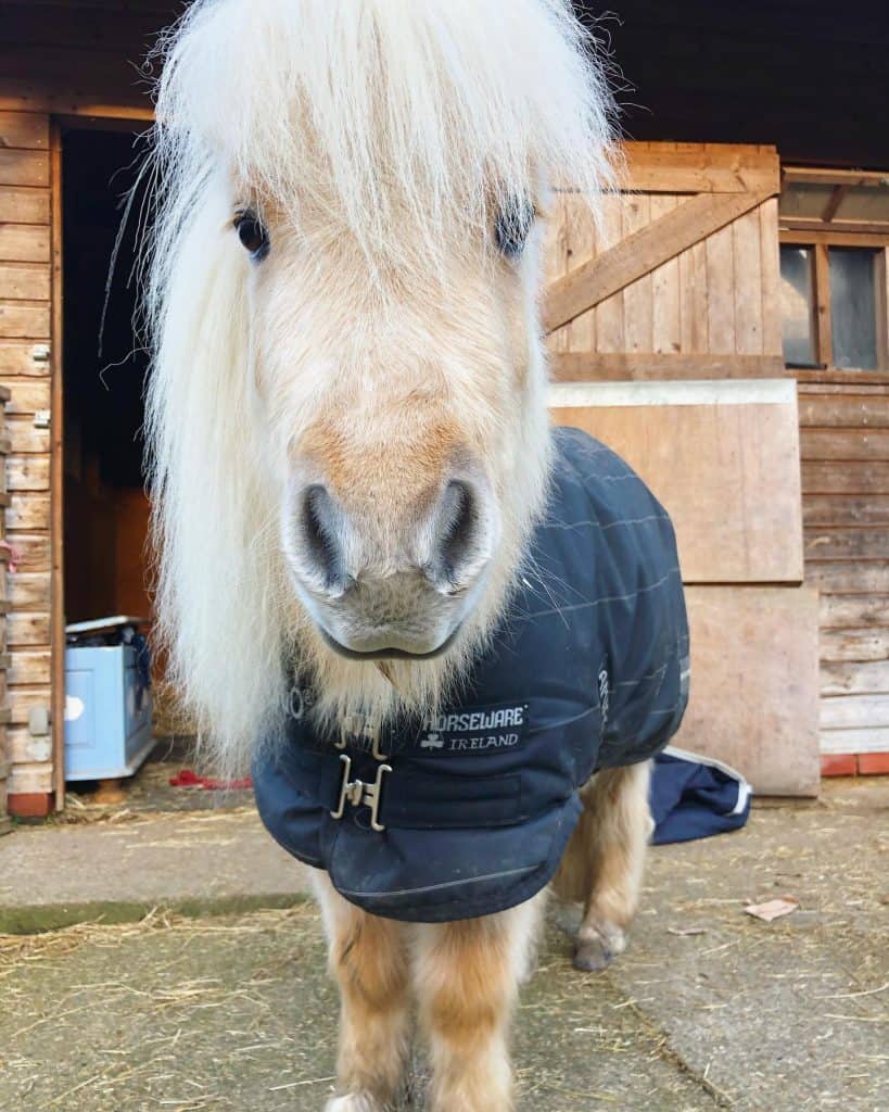 Teddy the Shetland