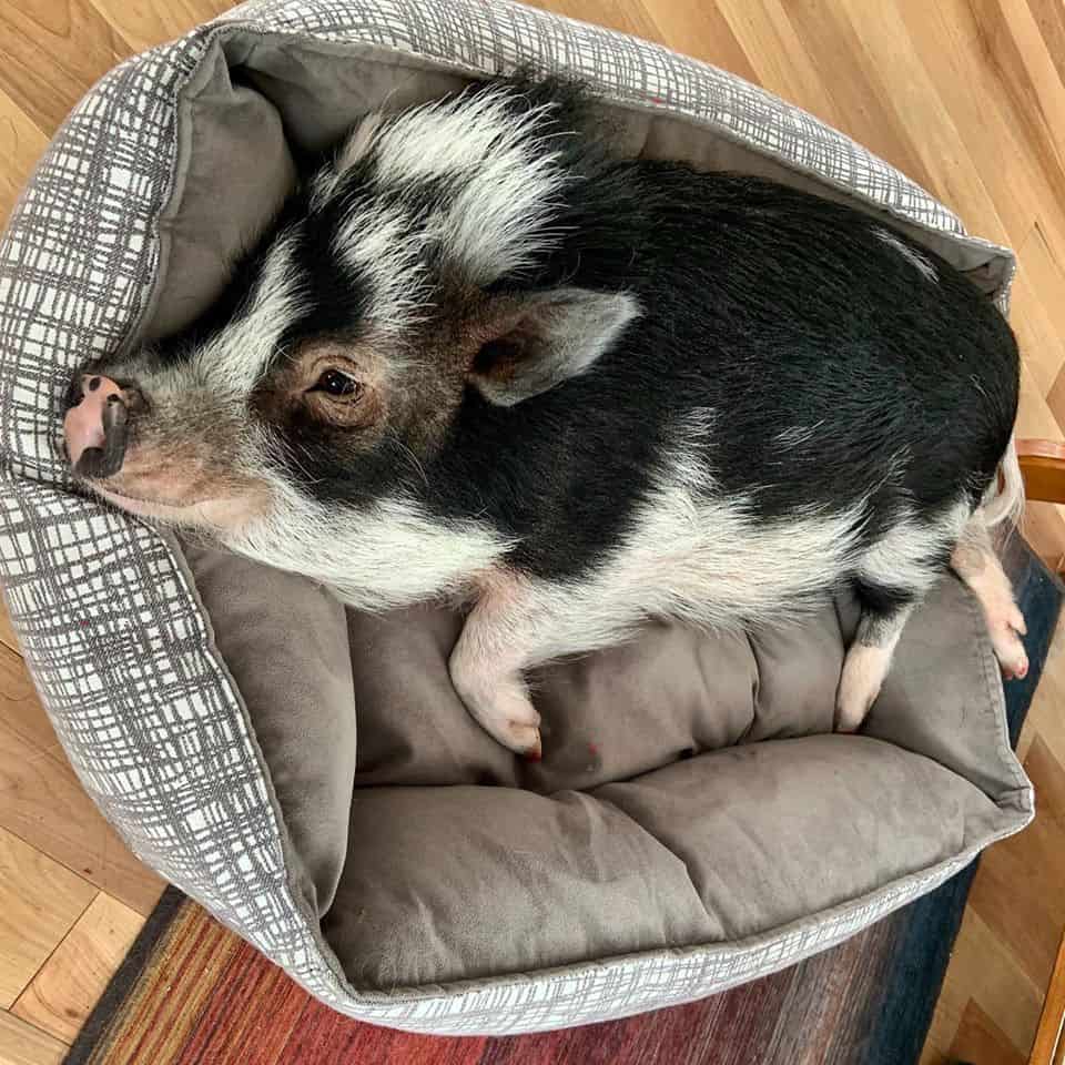 Fluffy the Therapy Pig