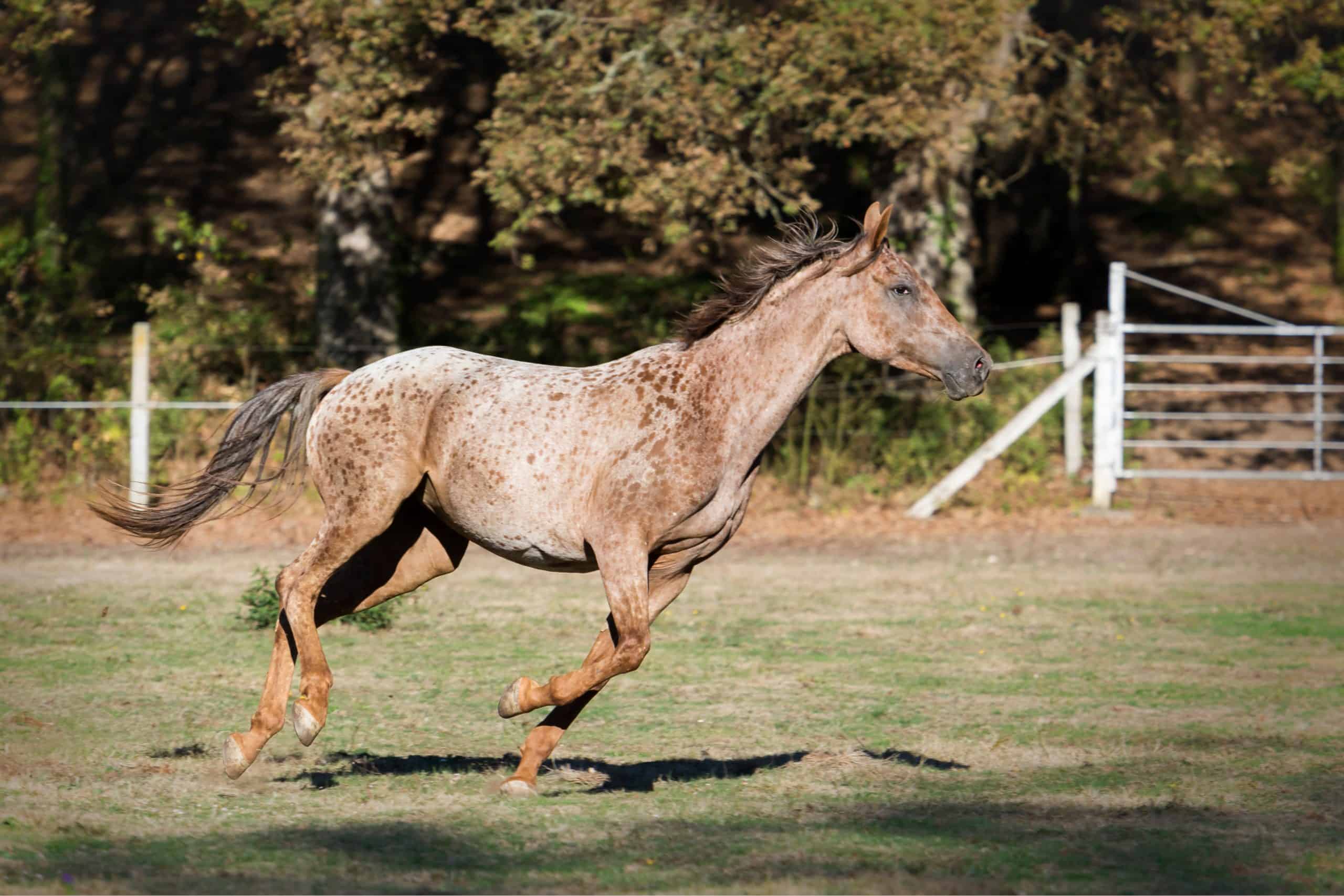 Native American Breeds: Appaloosa - Horse Illustrated