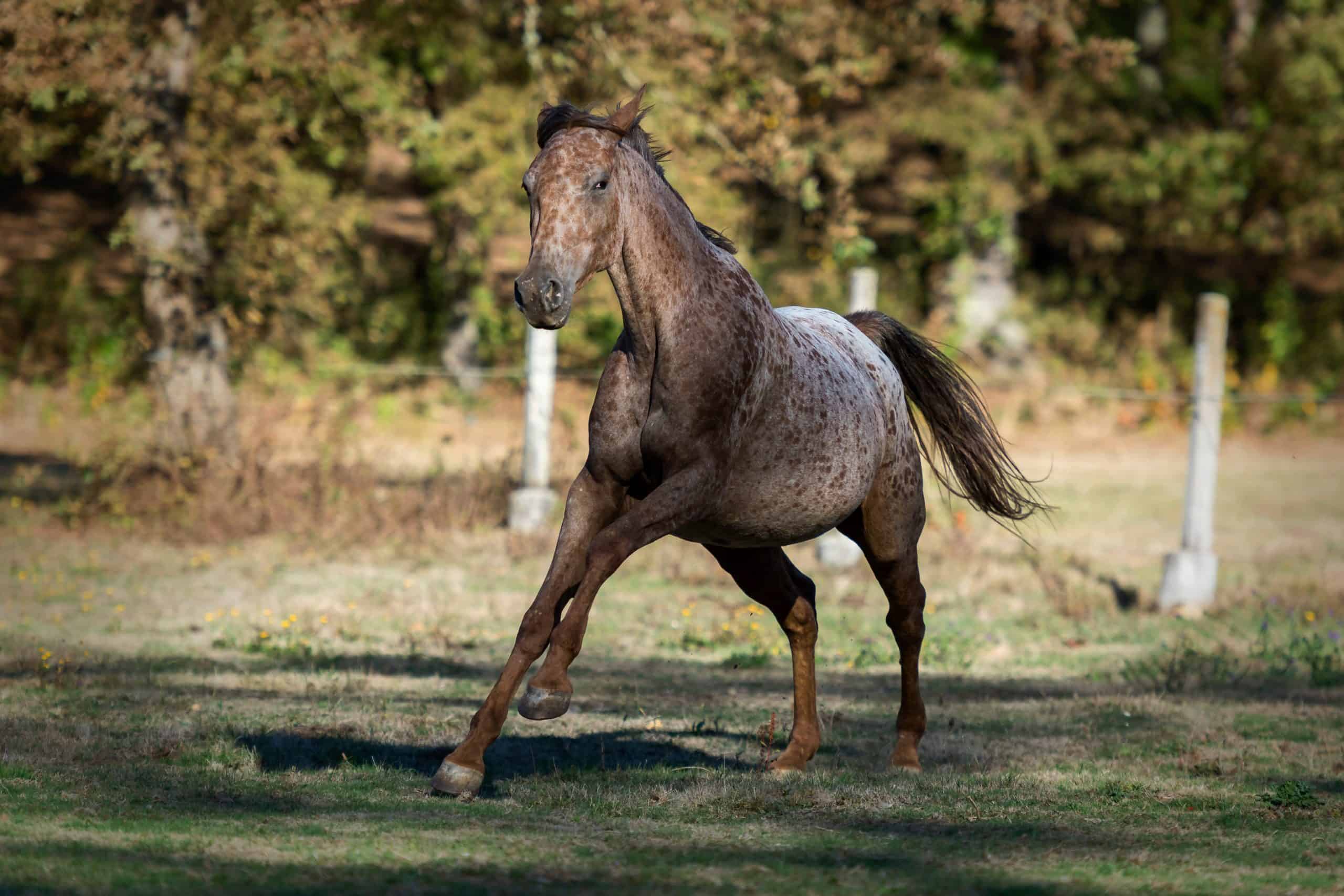 The Beauty of an Appaloosa Horse