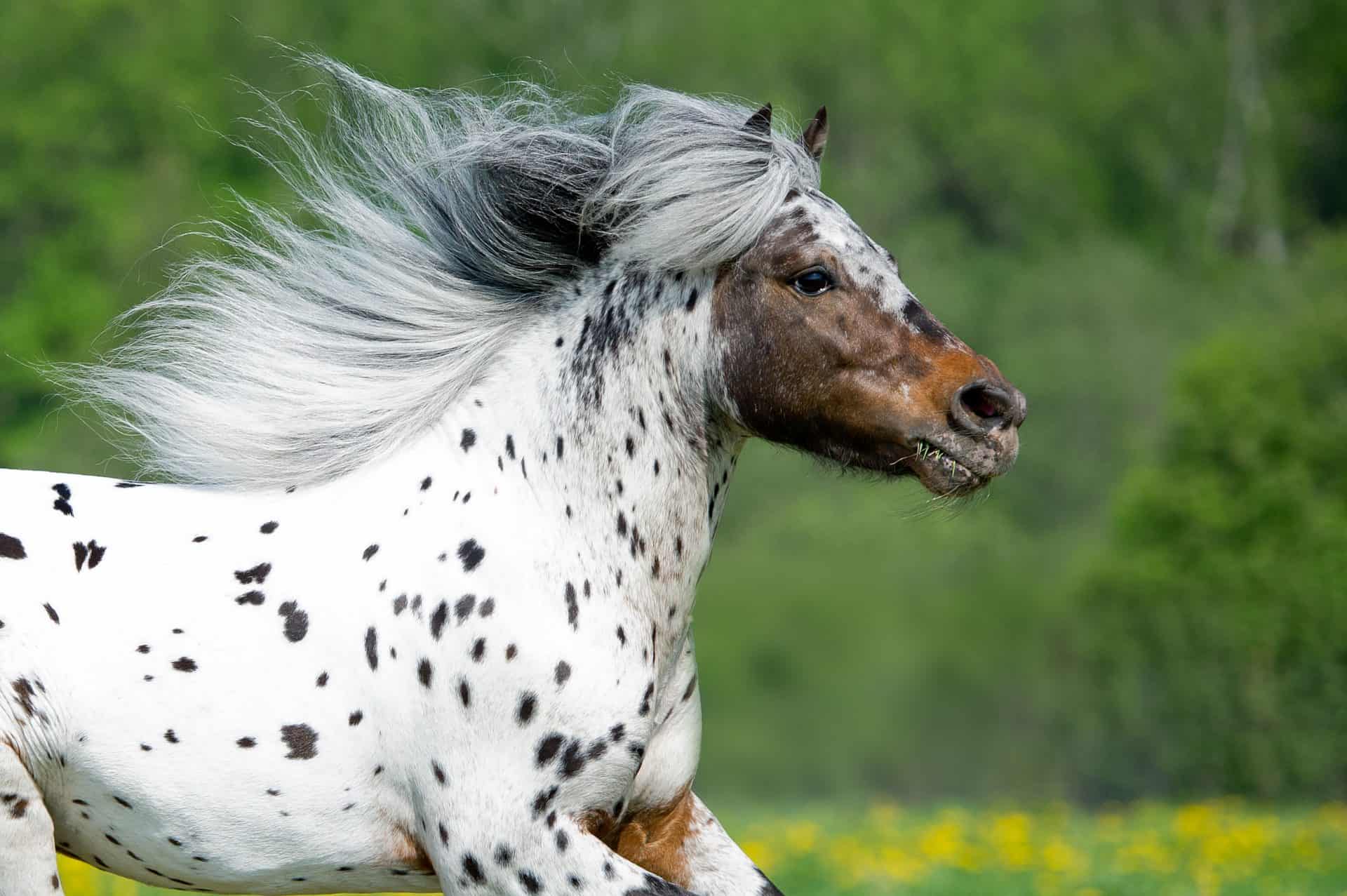 20 Gorgeous Images Of Appaloosa Horses To Make Your Day   Canva Appaloosa Horse Runs Gallop On The Meadow In Summer Time 1 1920x1277 