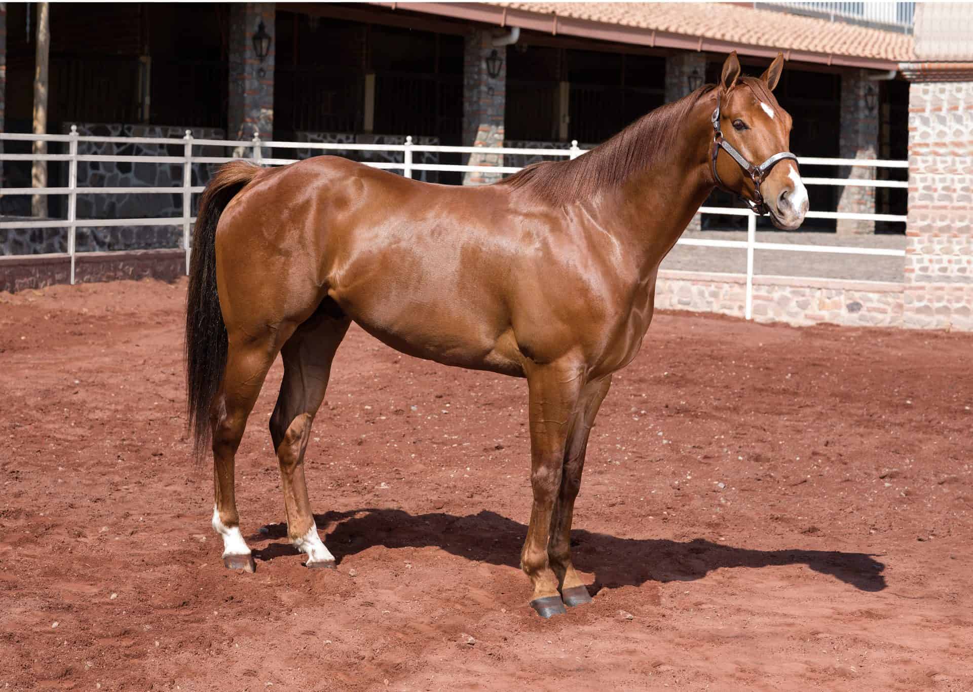 5 Of The Most Expensive Horse Breeds In The World