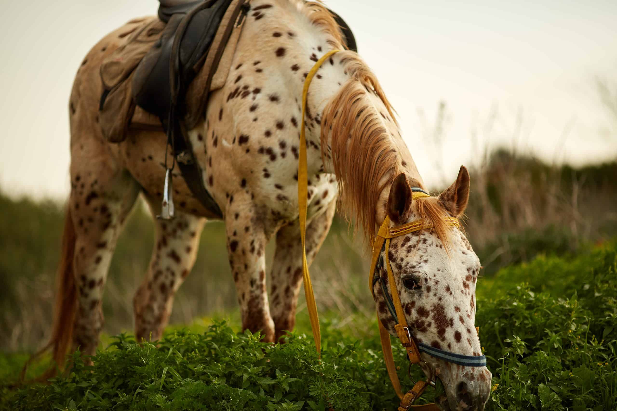 Appaloosa