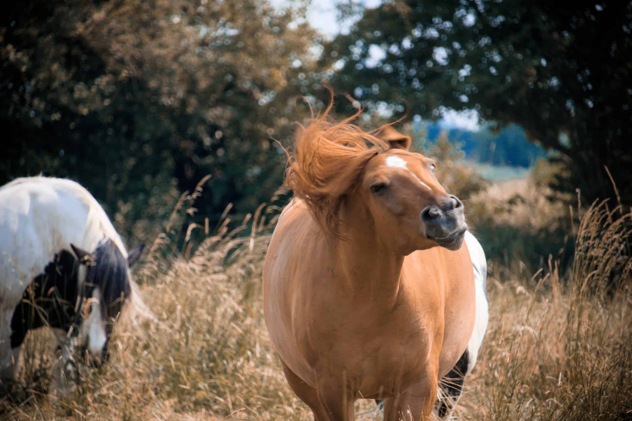 save wild horses