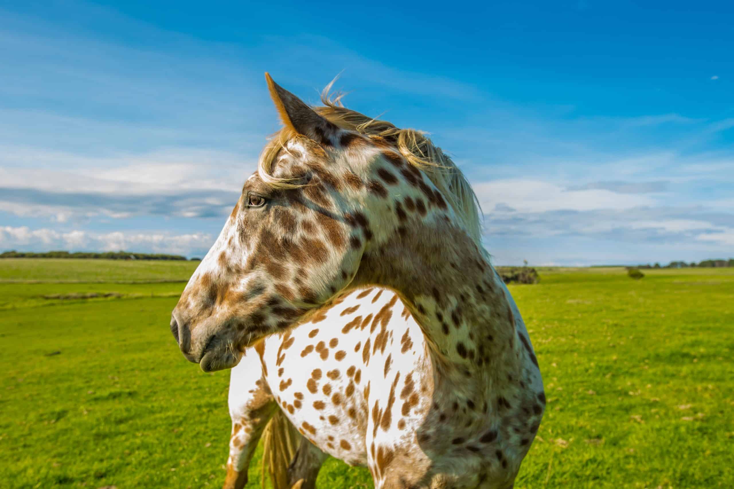 Appaloosa