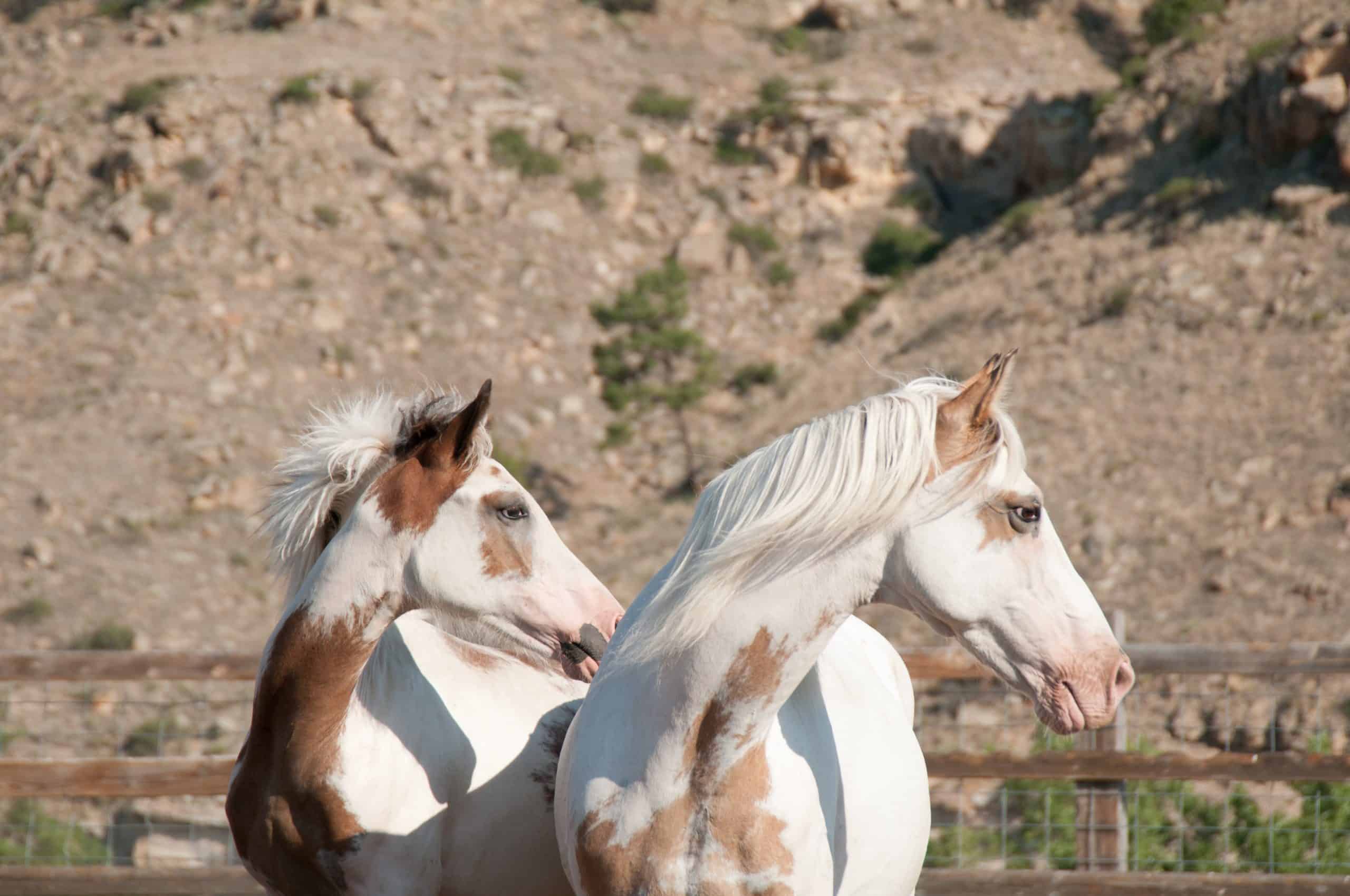 save wild horses