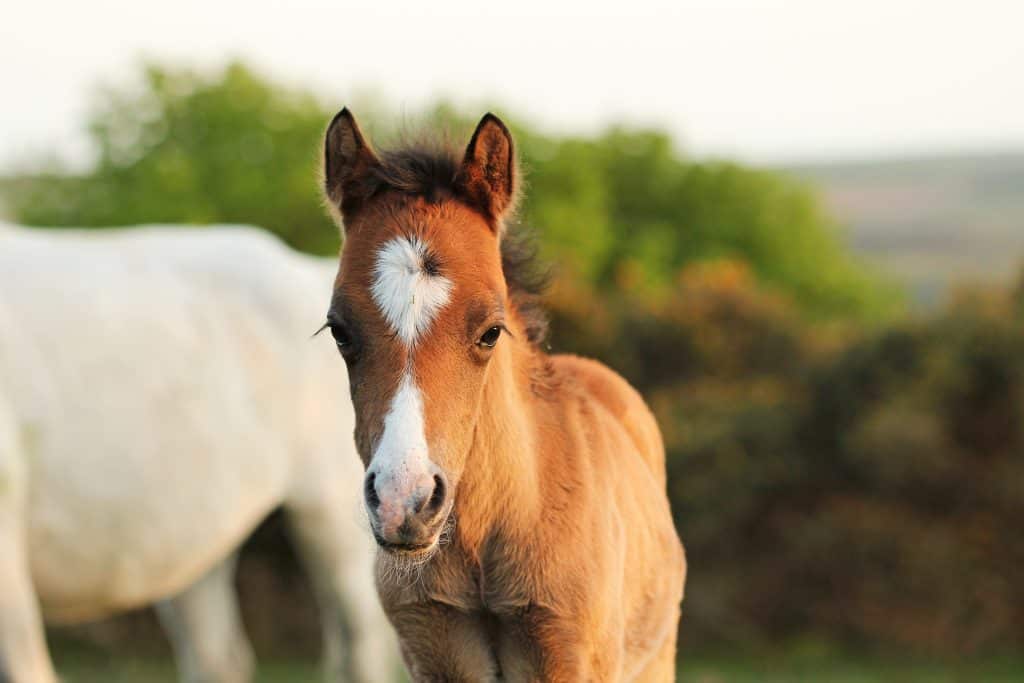 pictures of ponies