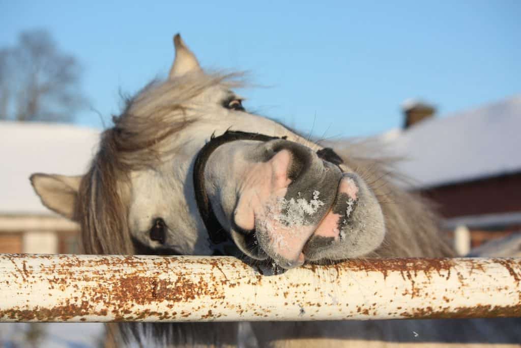 pictures of ponies