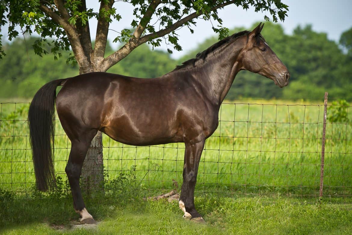 5 Of The Most Expensive Horse Breeds In The World