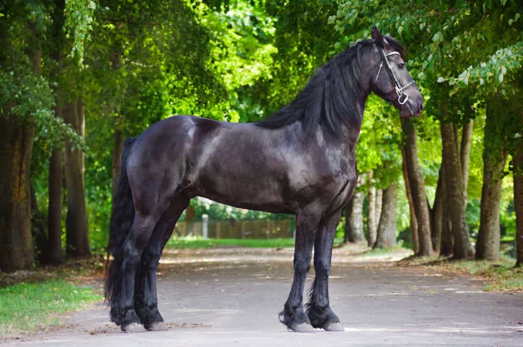 5-of-the-most-expensive-horse-breeds-in-the-world