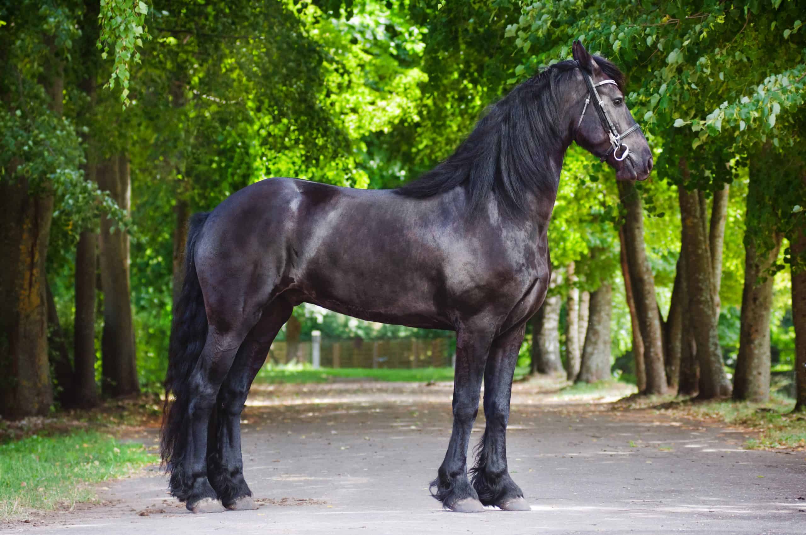 most expensive horse breed