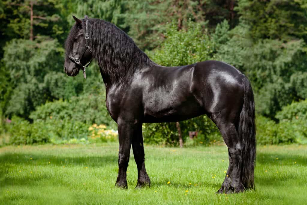 most beautiful horse breeds