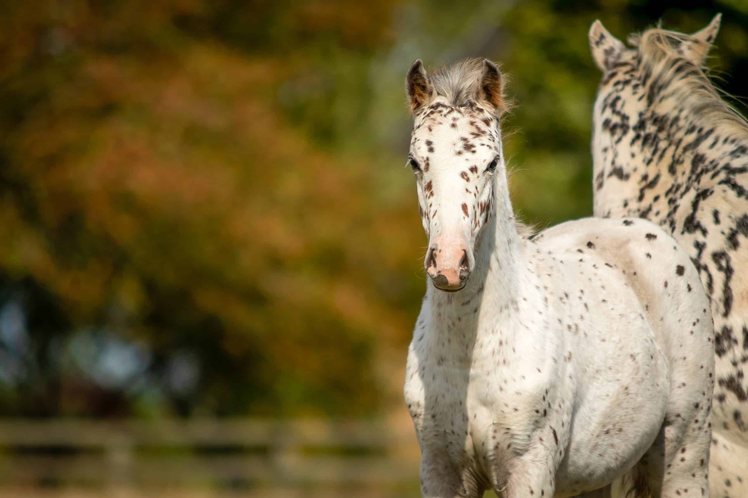 Appaloose Horse  One of the most popular horse breeds in the US