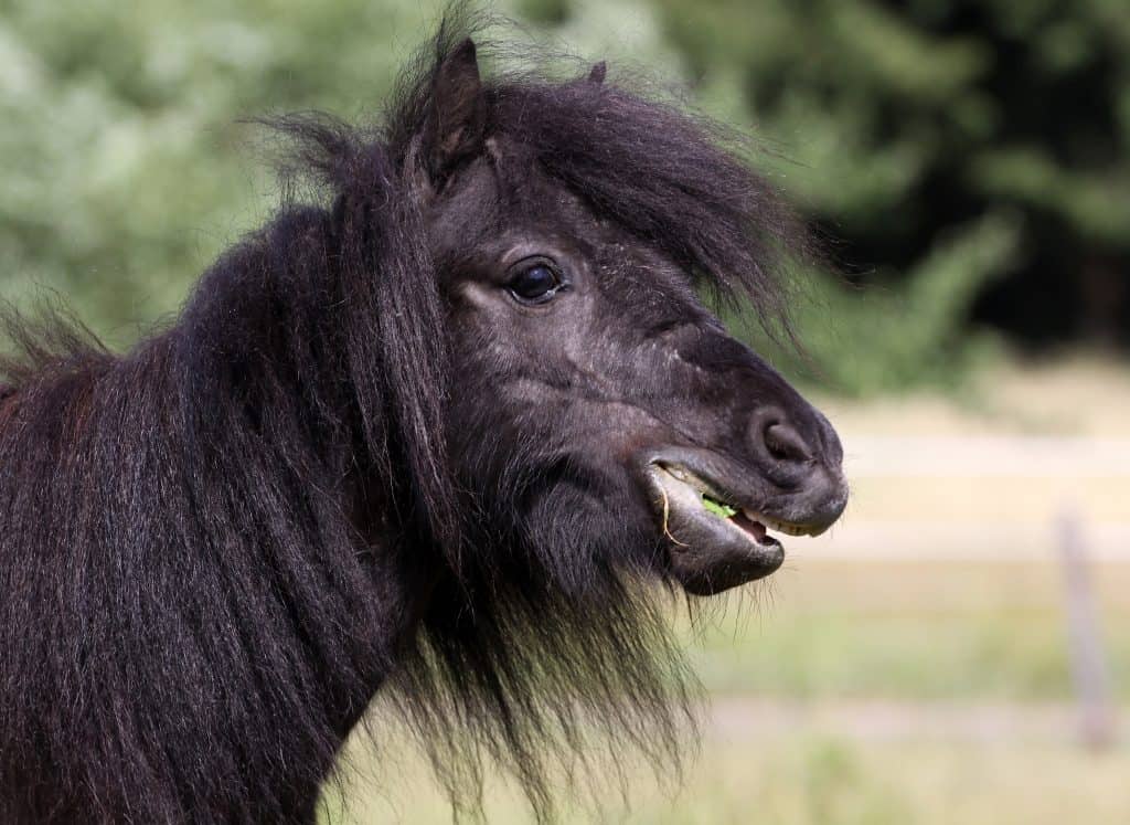 pictures of ponies