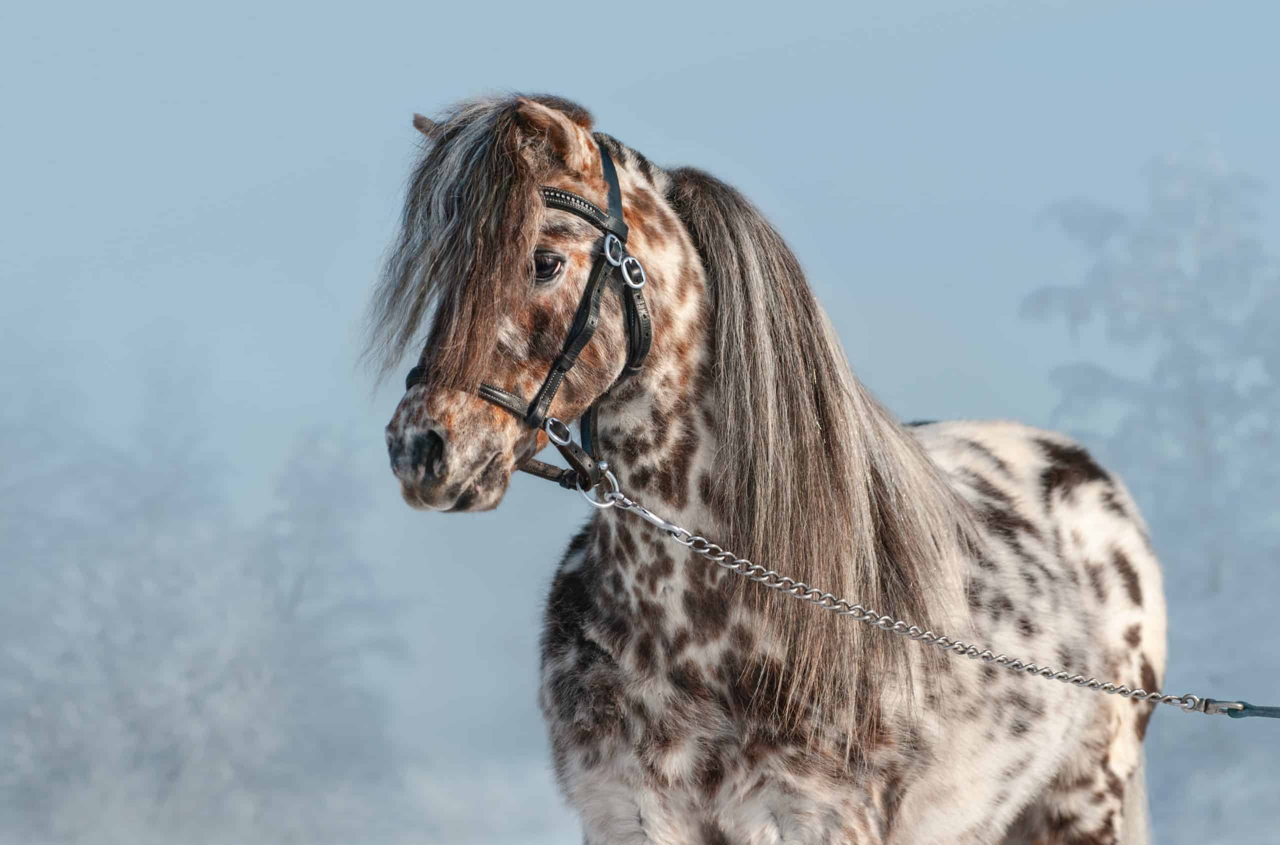 appaloosa horses