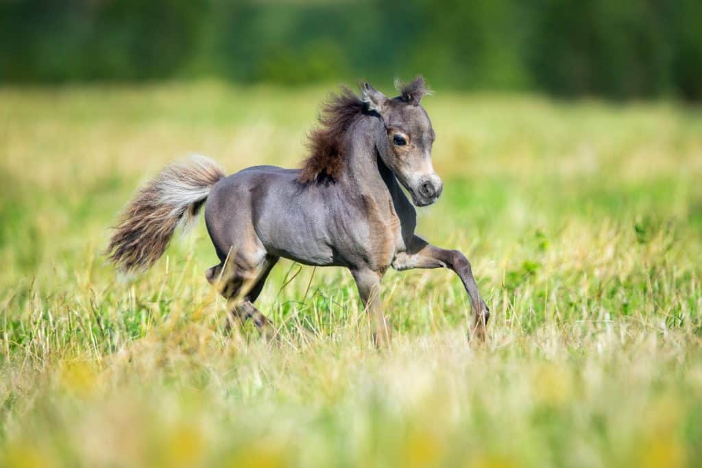 cute miniature horse