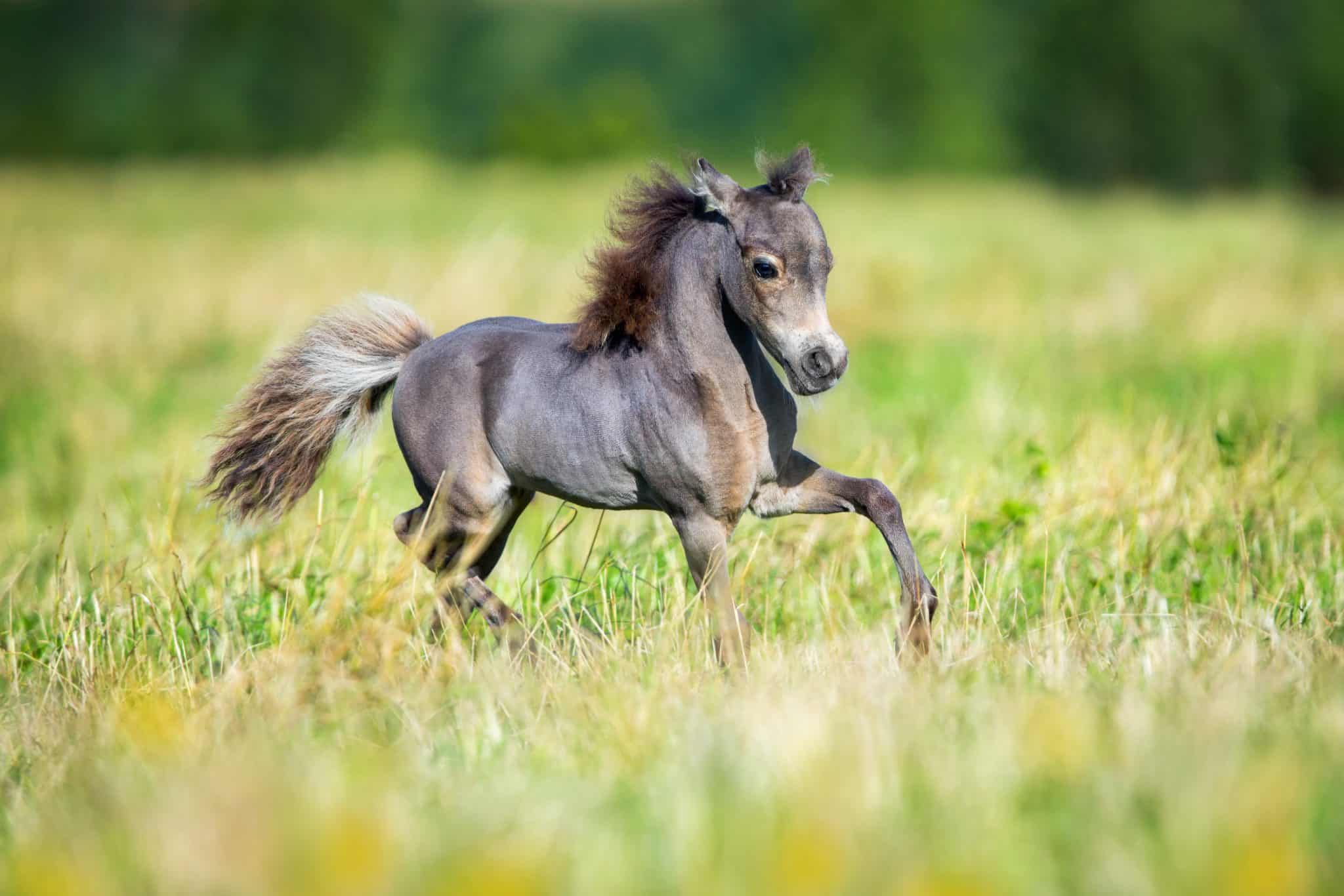 20 Cute Pictures Of Ponies Guaranteed To Make You Smile