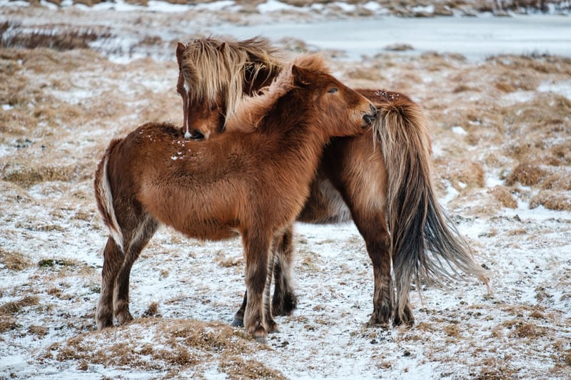 pictures of ponies