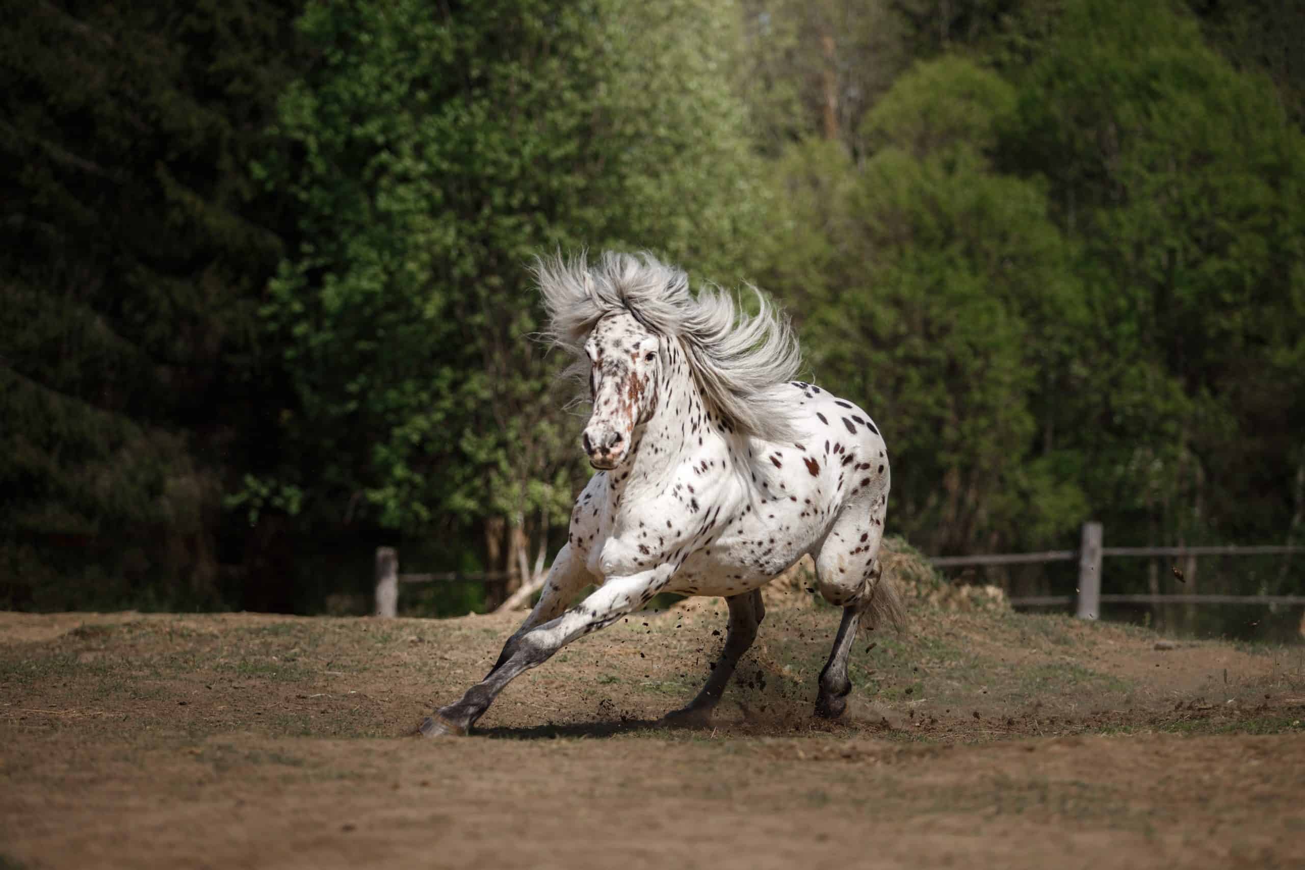 Appaloose Horse  One of the most popular horse breeds in the US