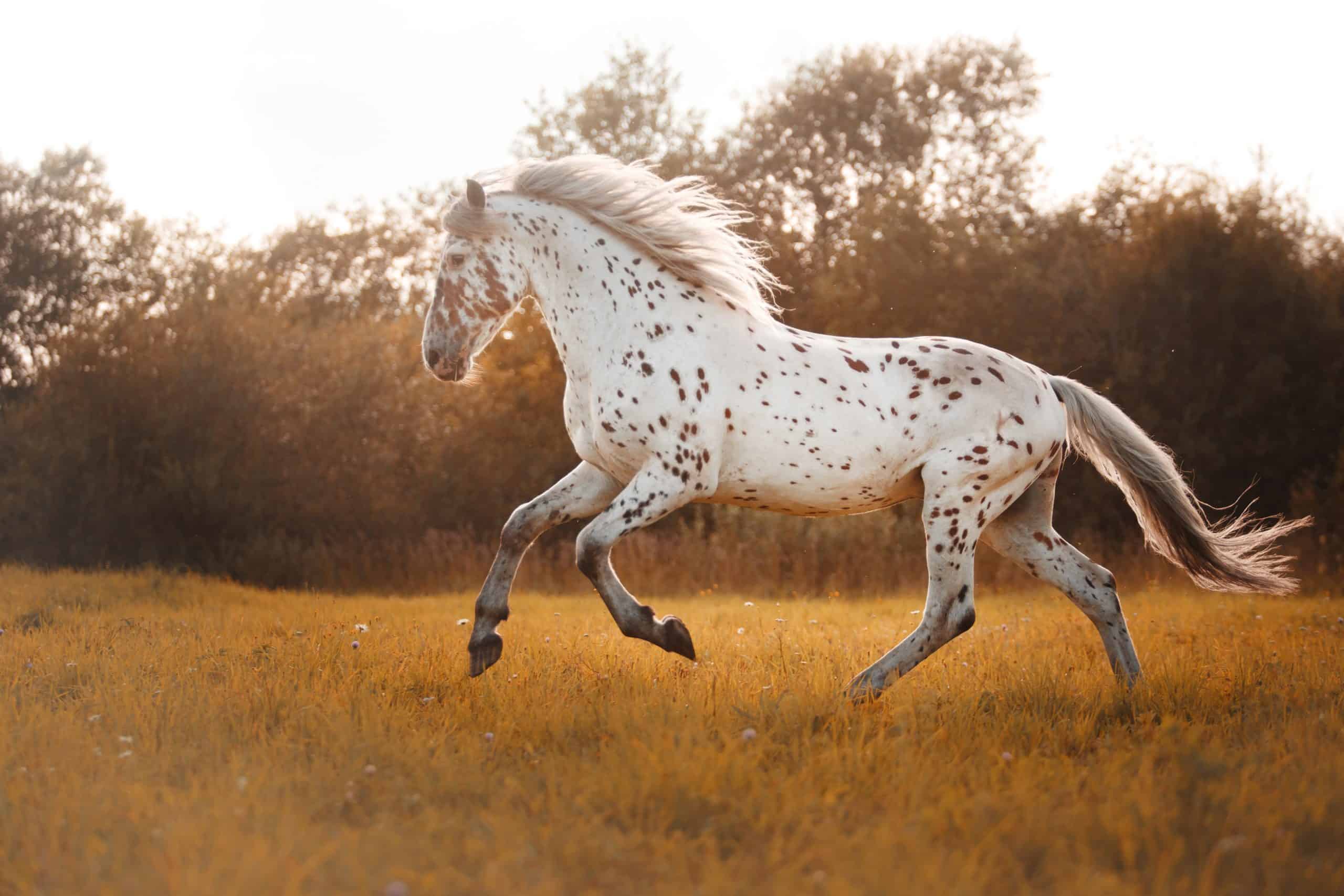 Native American Breeds: Appaloosa - Horse Illustrated