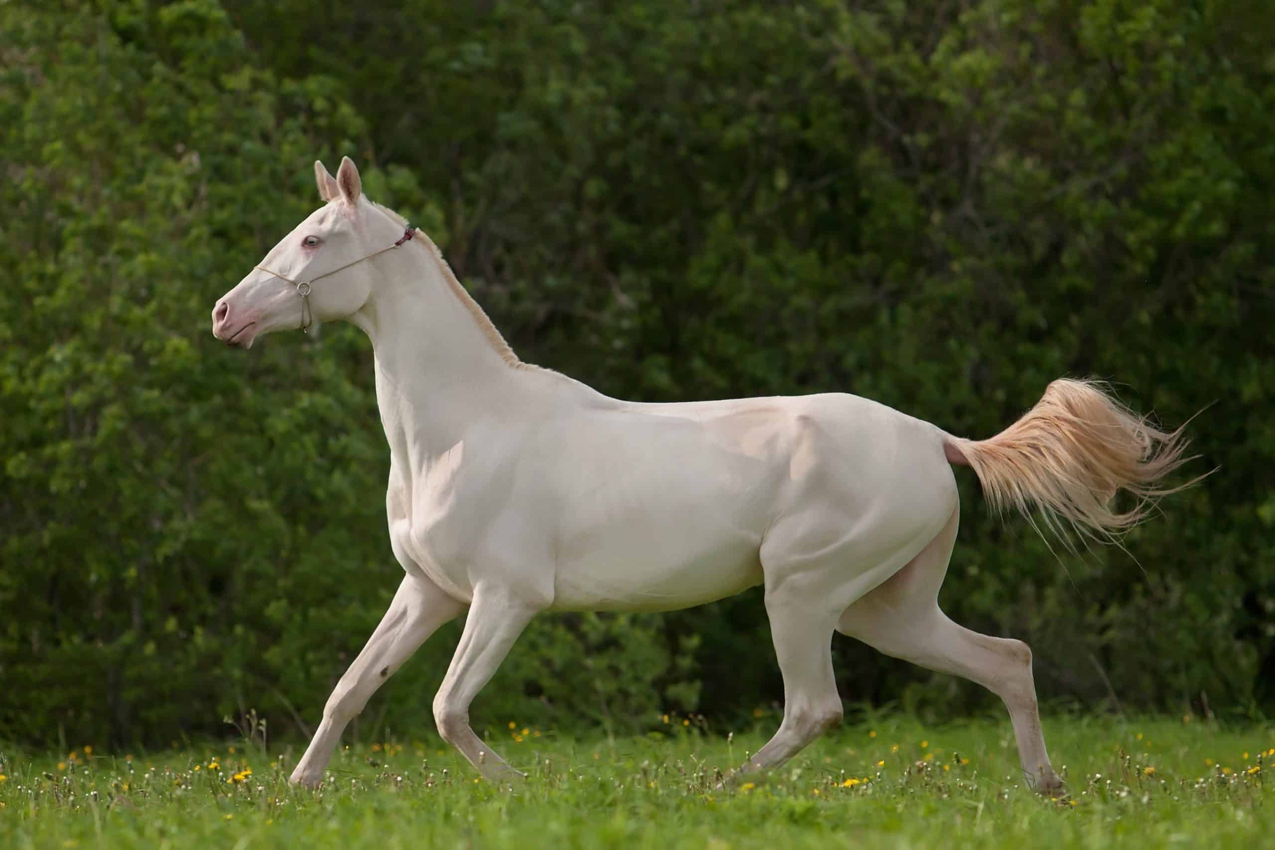 most beautiful white horse in the world