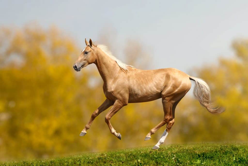 beautiful horse breeds