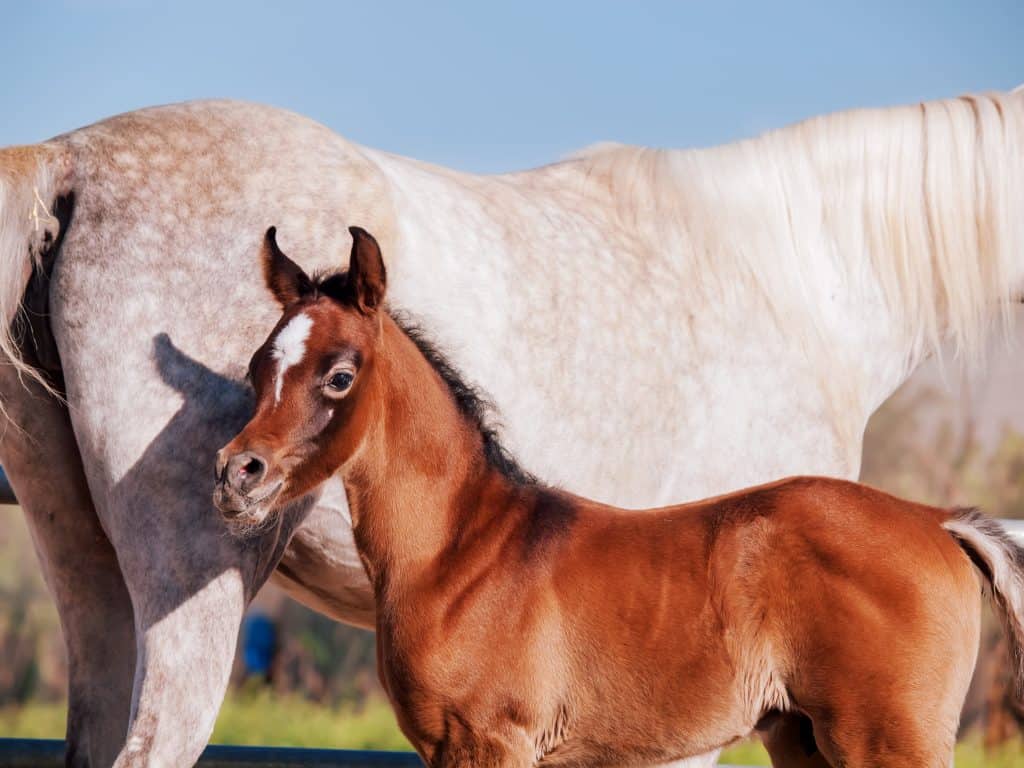 most beautiful horse breeds