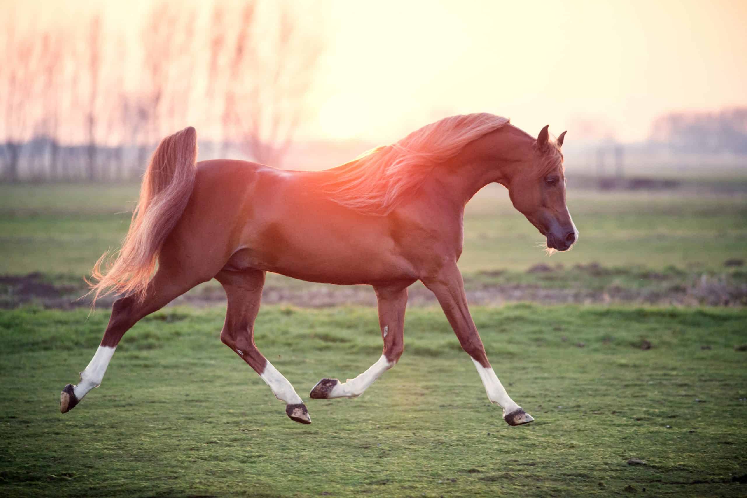 arabian horse bucking