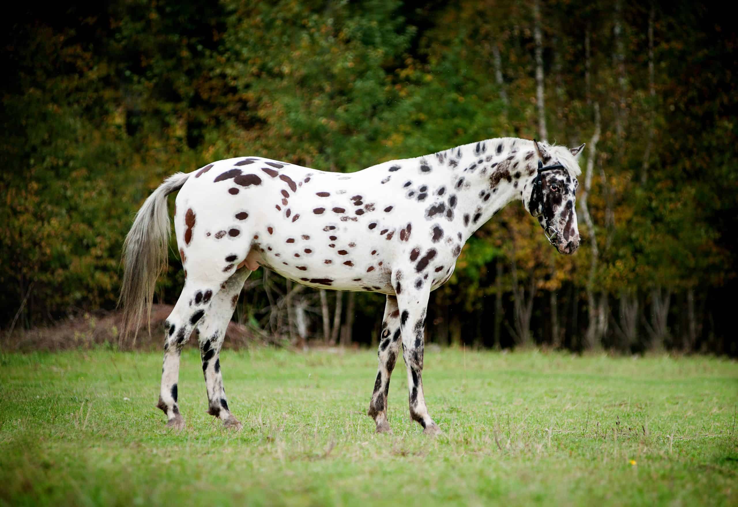 Appaloosa