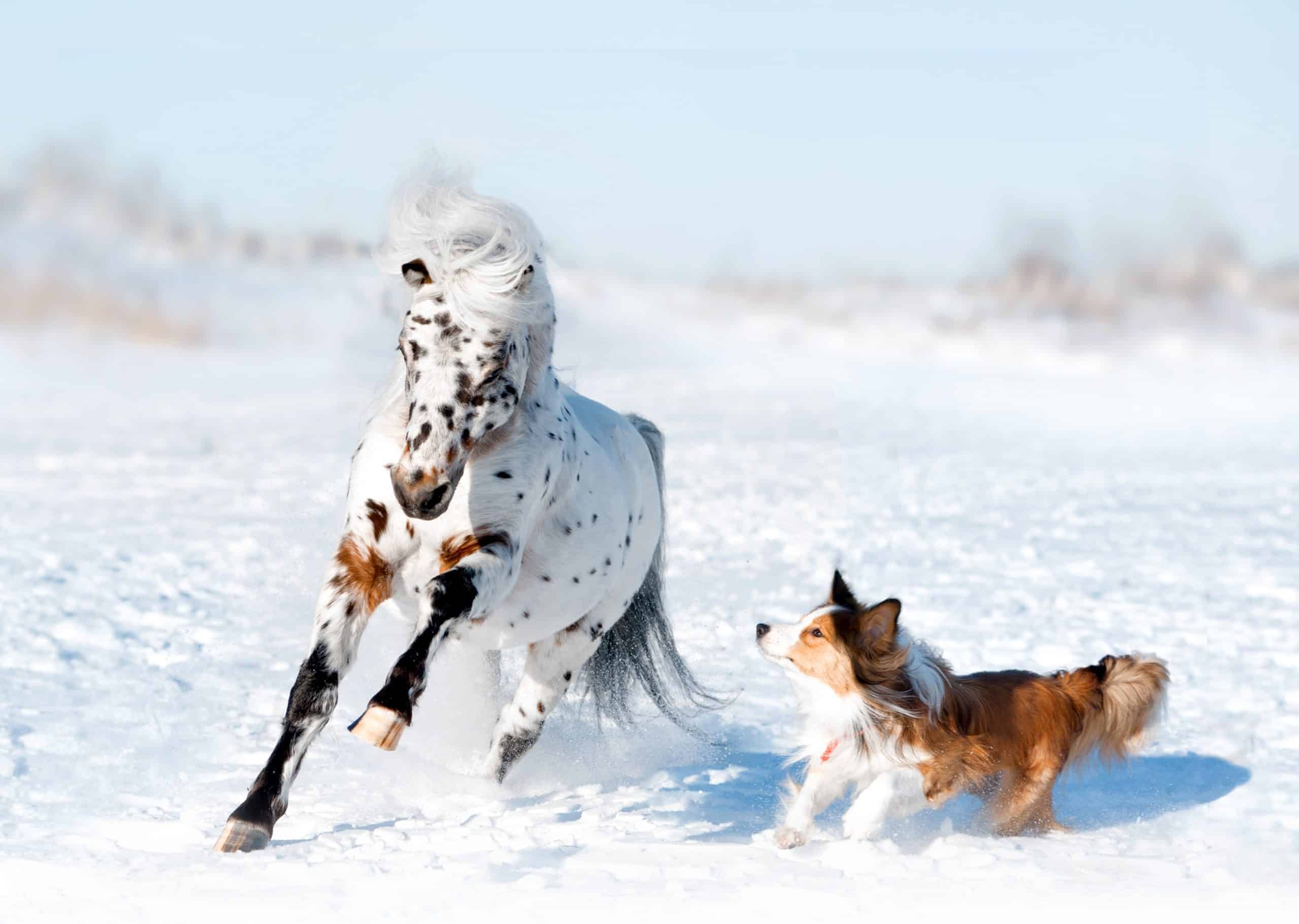 Appaloosa