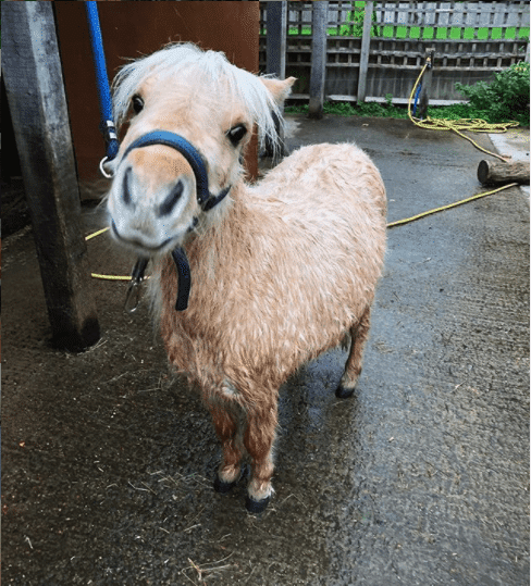 Teddy the Shetland