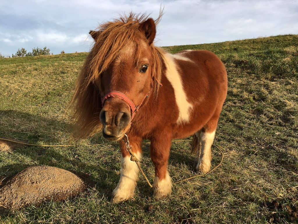 pictures of ponies