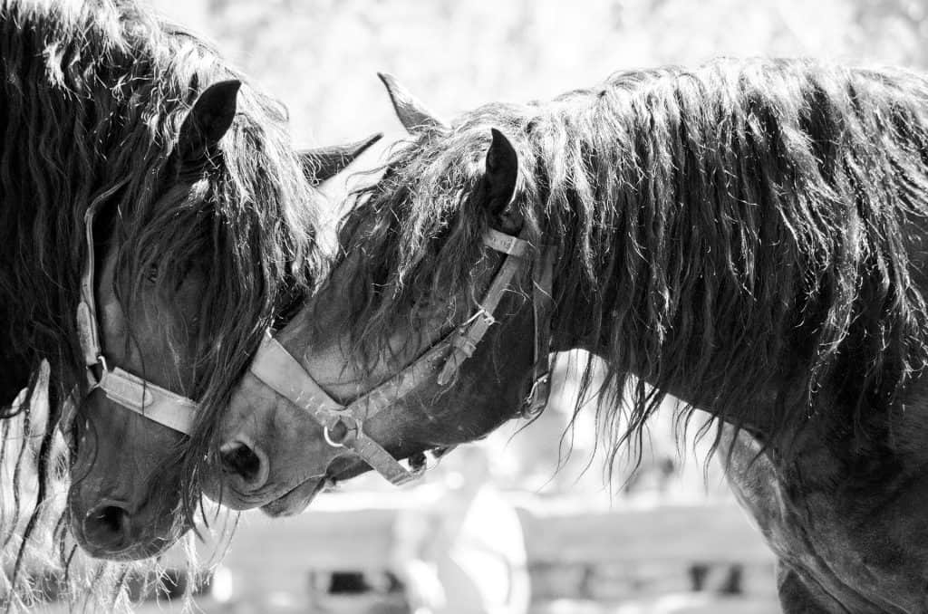 Noriker horse