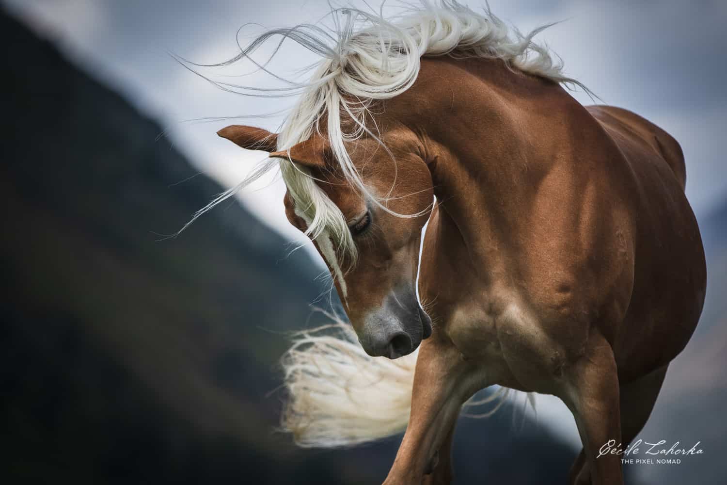 Haflinger horse photo