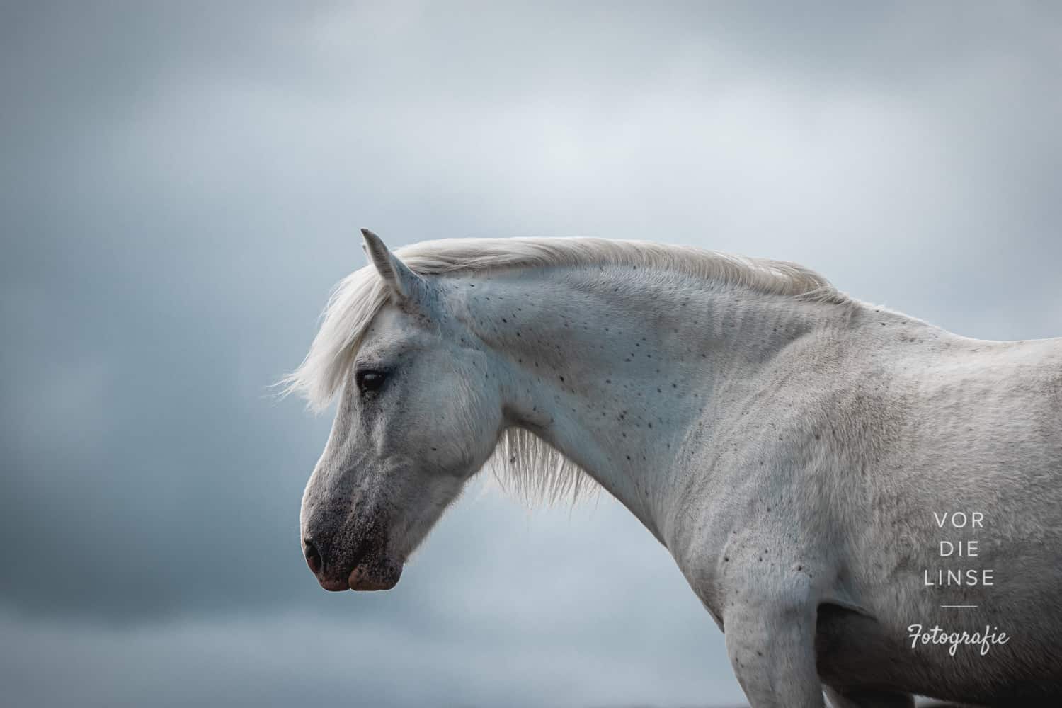 Eriskay horse photo