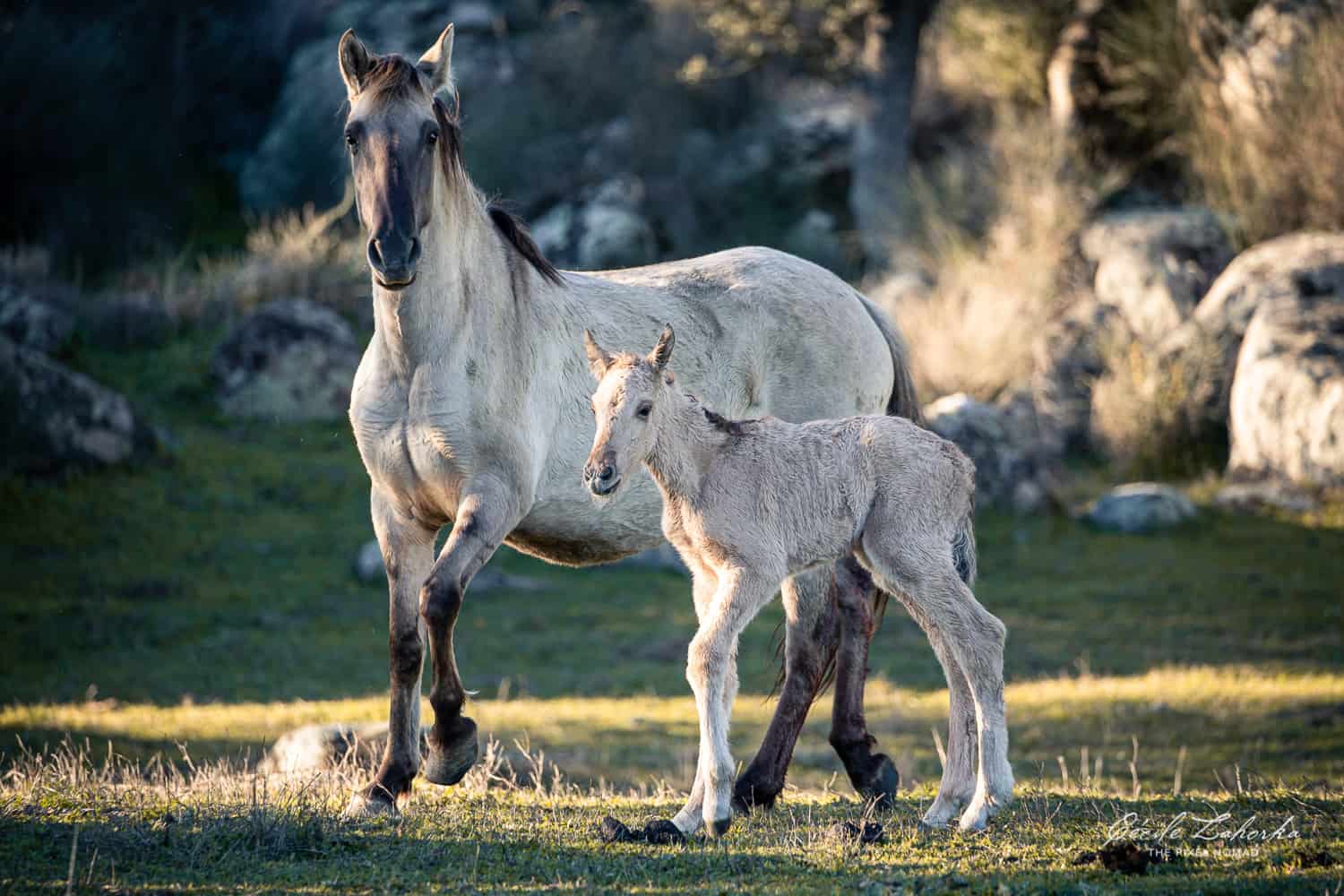 Sorraia horse photo