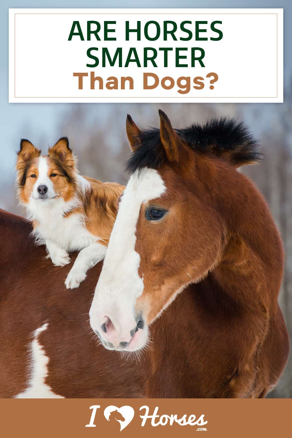 Are Horses Smarter Than Dogs-01-02, horse and dog, horse and dog friends