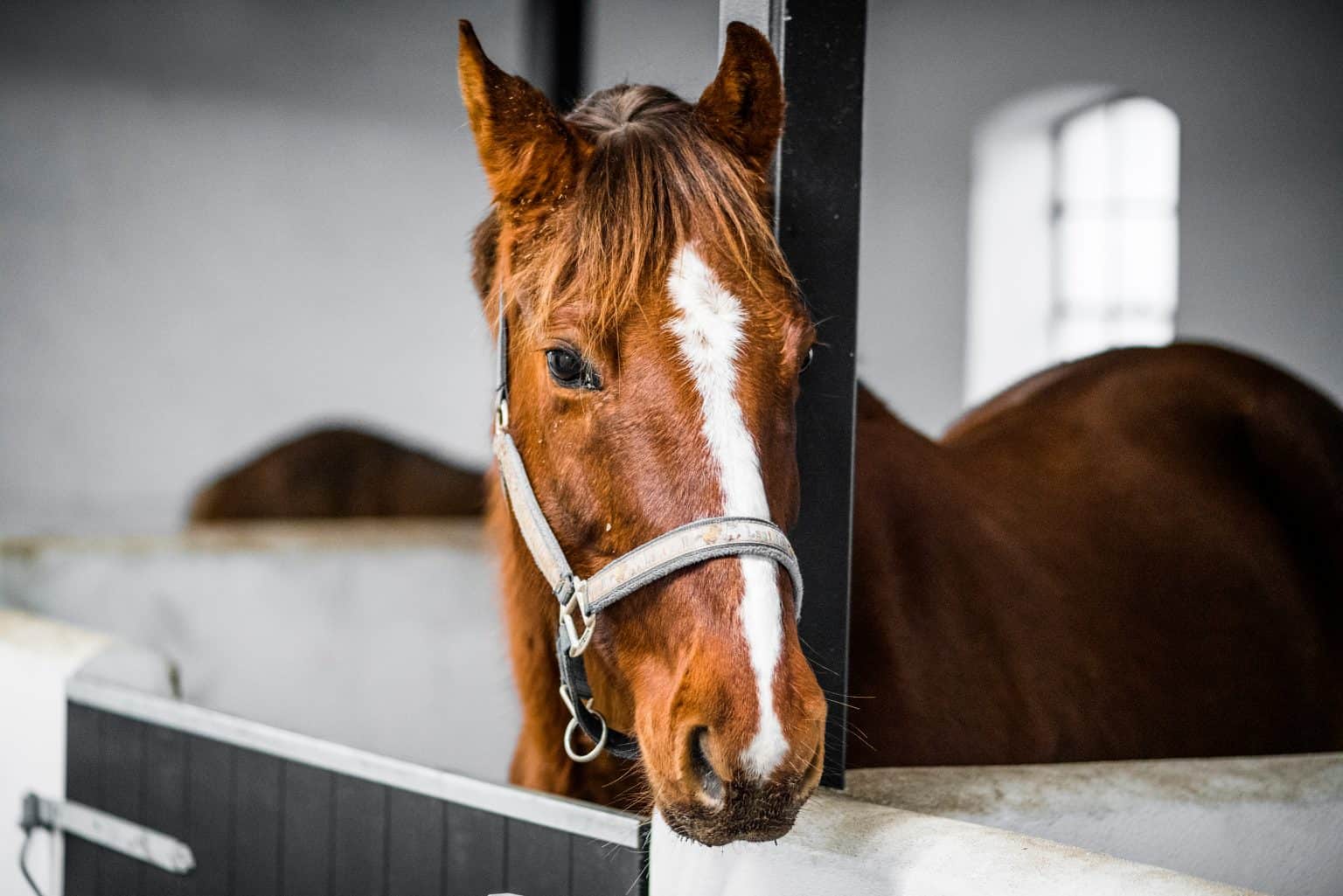 How Much Does It Cost To Board A Horse?