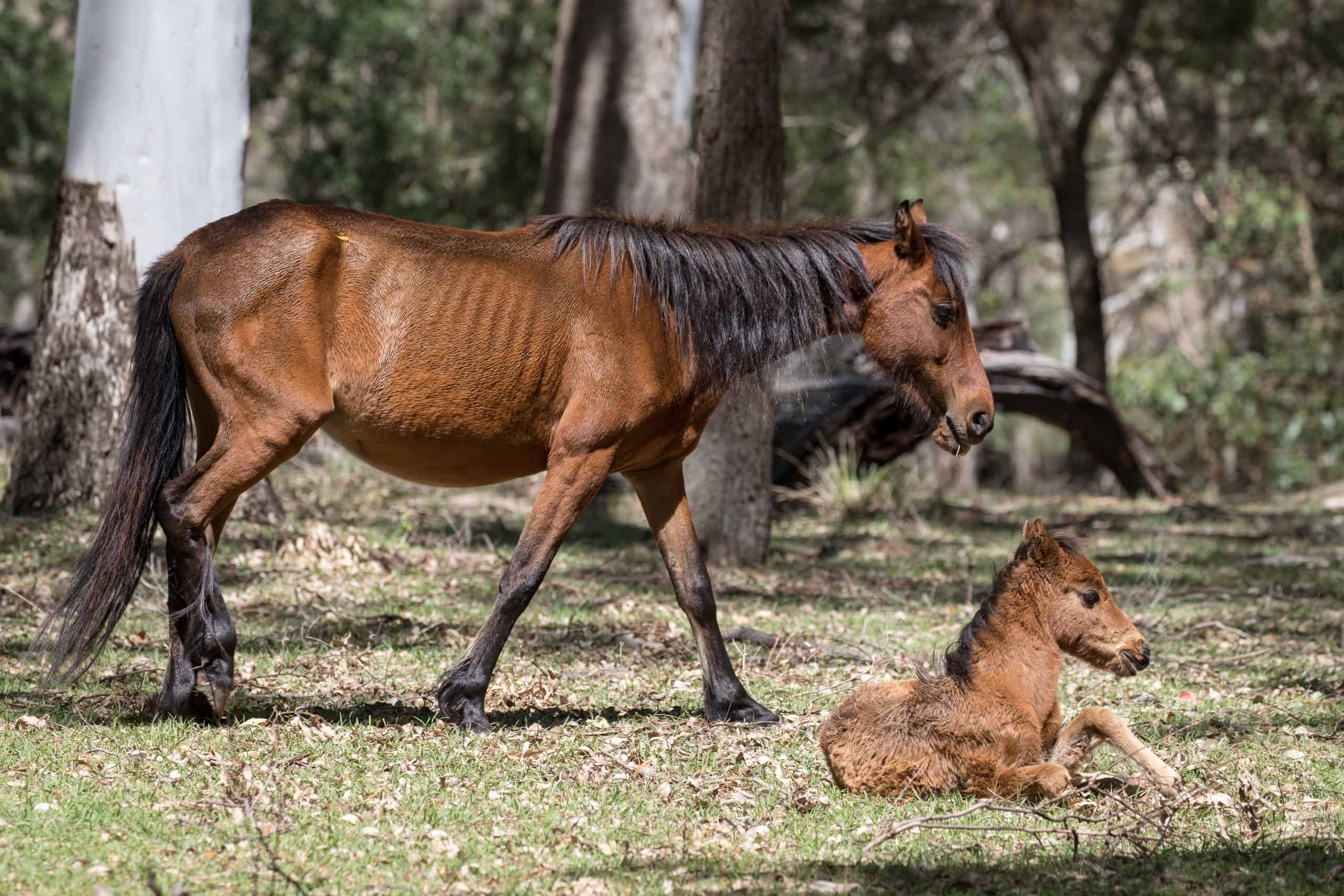 Wild Horse or Brumby with foal, Koombit Tops National Park Queensland Australia
