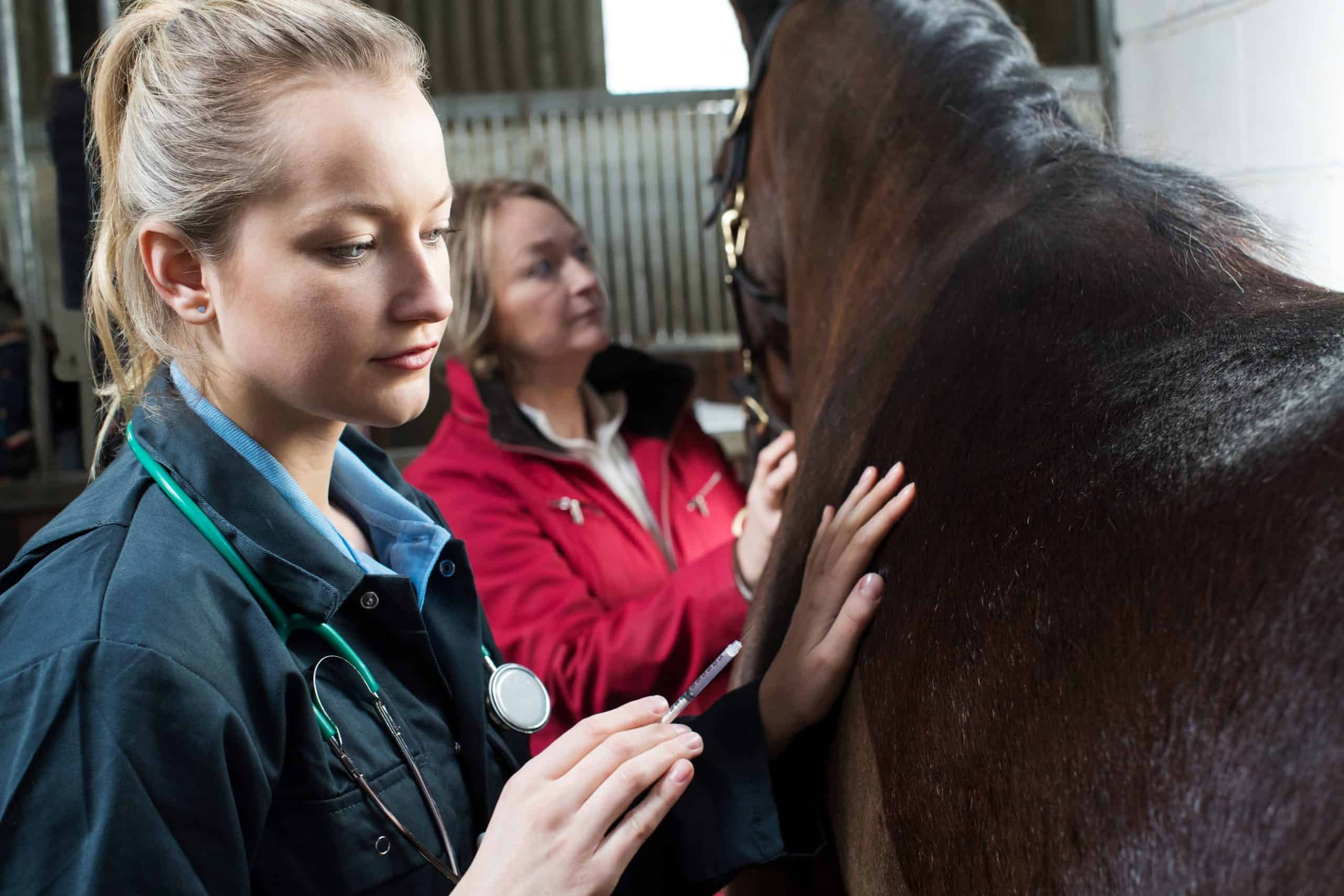 Female Vet Giving Injection To equine In Stable