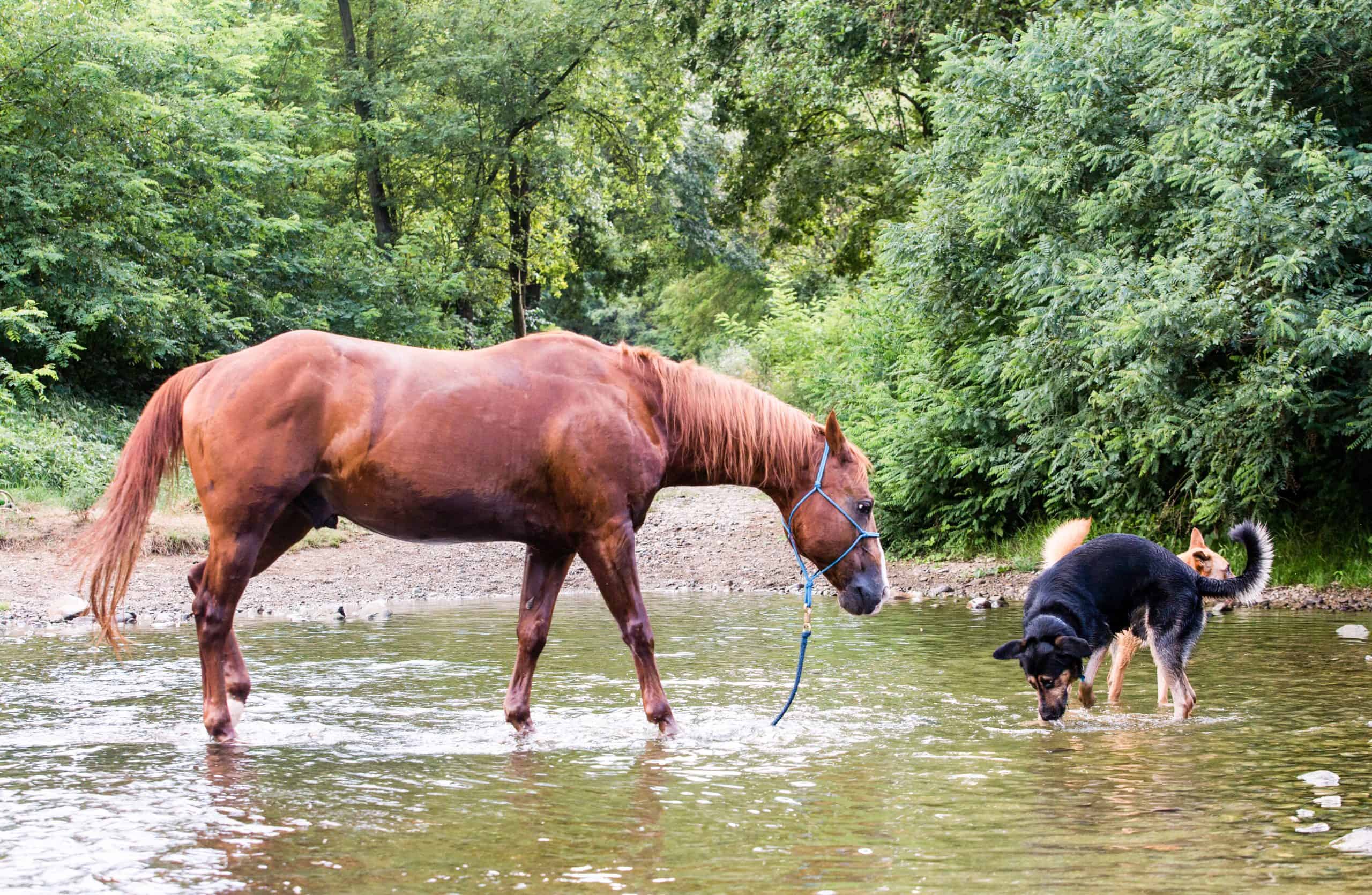 horses smarter than dogs