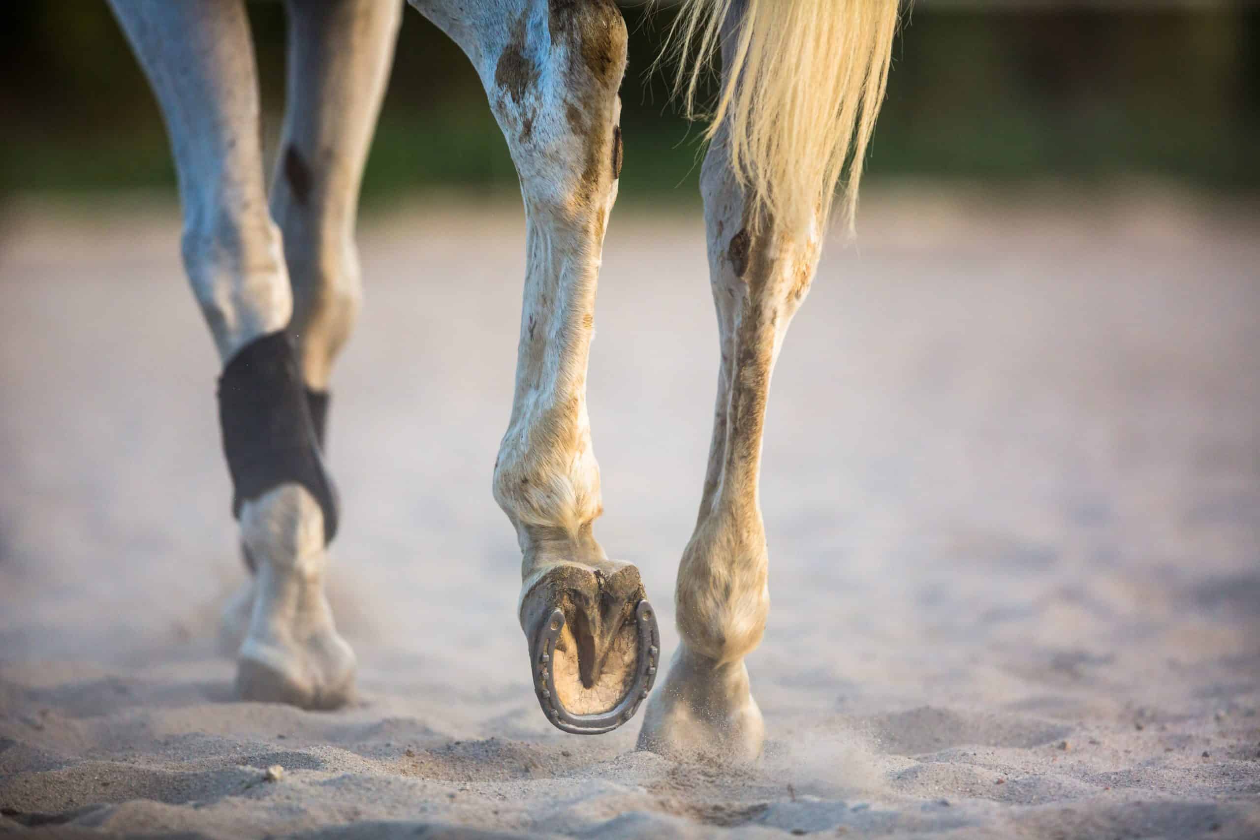 Horse galloping in sand
