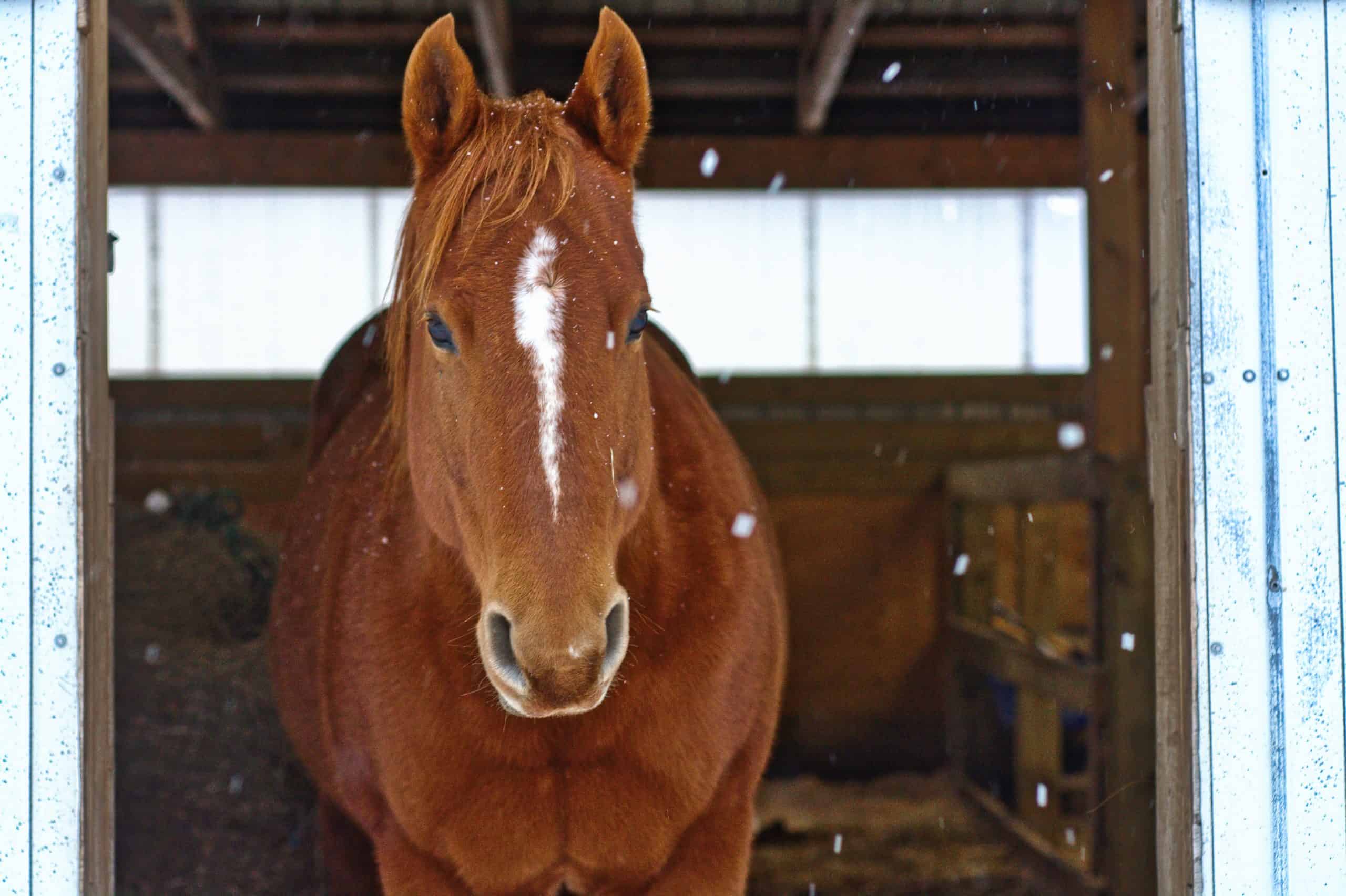 Horse in barn in winter with snowflake bokeh