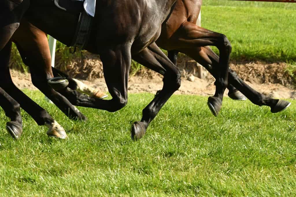 Is Horse Racing Cruel?