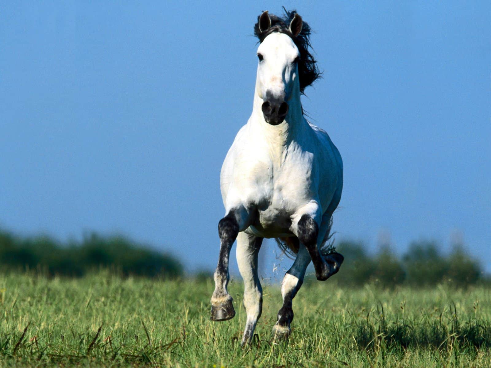 Unusual Horse Behaviors To Look For And What They Mean